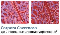 Corpora Cavernosa